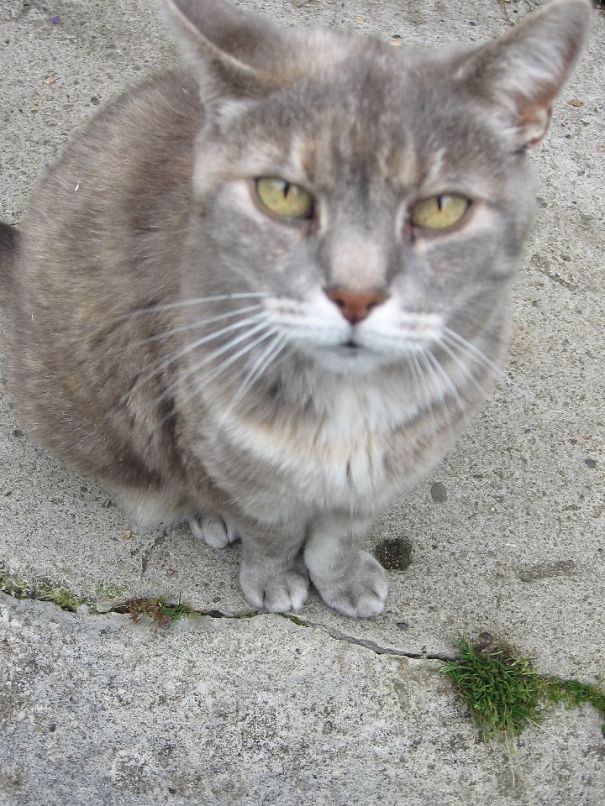 Stella Was 15 When We Adopted Her. We Had Her For 5 Years And Loved Her To Bits.