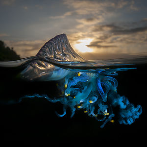 themackenzie525 avatar