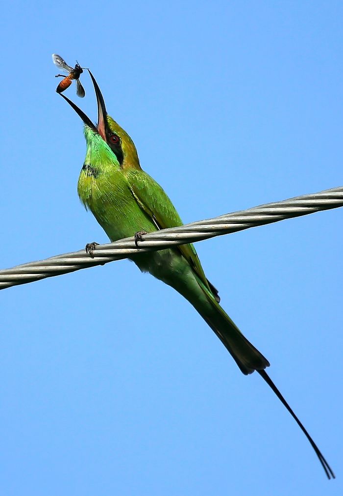 Green Bee-eater Tossing A Bee In The Air Before Eating It.