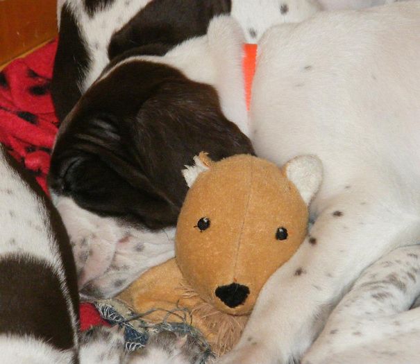 Homer Sleeping With His Teddy!
