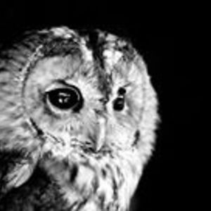 jeremy_amnouche avatar