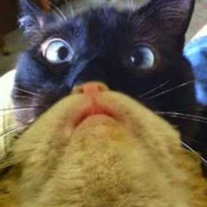 francesannpaciente avatar