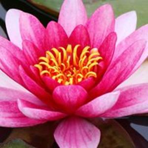 squeekswoowoos avatar