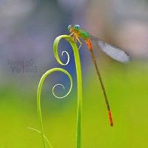 janicesullenger avatar