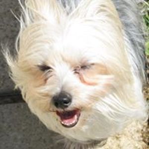 smurfgirl1116 avatar