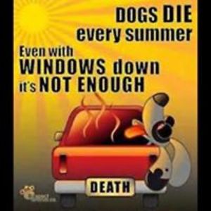 devotedtoscotties avatar