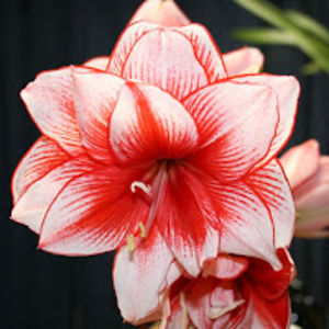 iamyourbuddydidi avatar