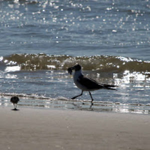 cynthialondon avatar