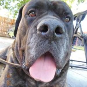 zhinka_chunmee avatar