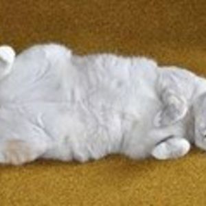 Lisa_Moisthaven avatar