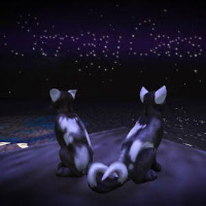 straycatsmedia avatar
