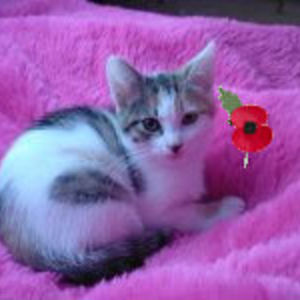 brenda_elliott avatar