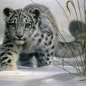 craazzeeshamarama avatar