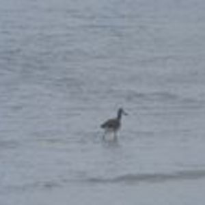 adrianweirich avatar