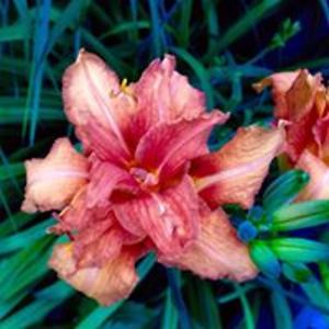 xraygirl51-shop avatar