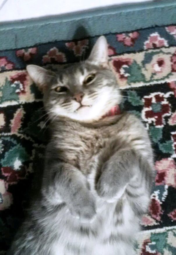 Meishu The Vamp Kitty