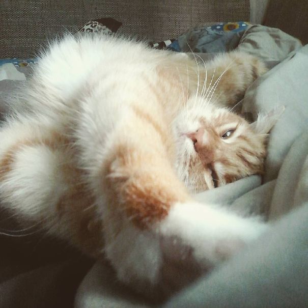 Pet Me While I'm Sleeping