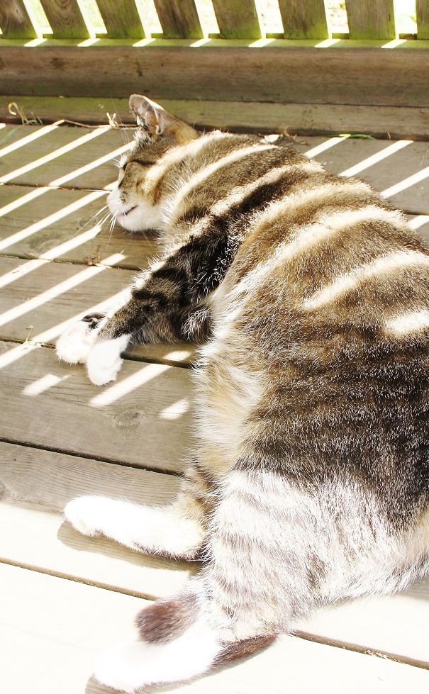 Nice Sunny-weather-cat In Sleep