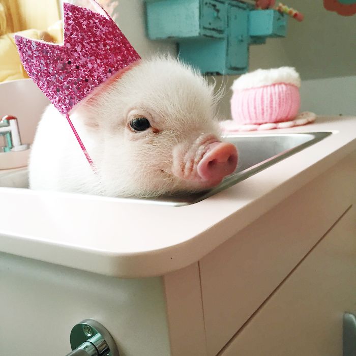 Animals In Hats: I Combined Two Simple Things Into Something Exceptionally Adorable