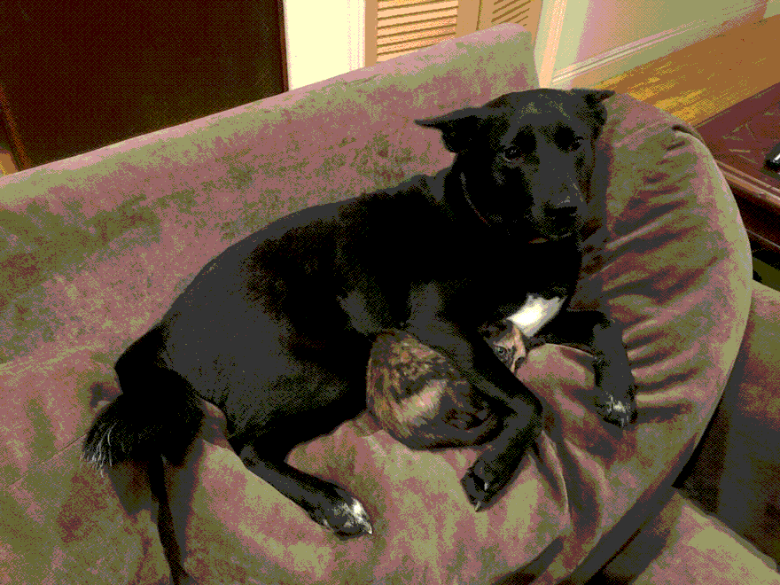 Traumatized Kitteh, Caught Under Screming Dog