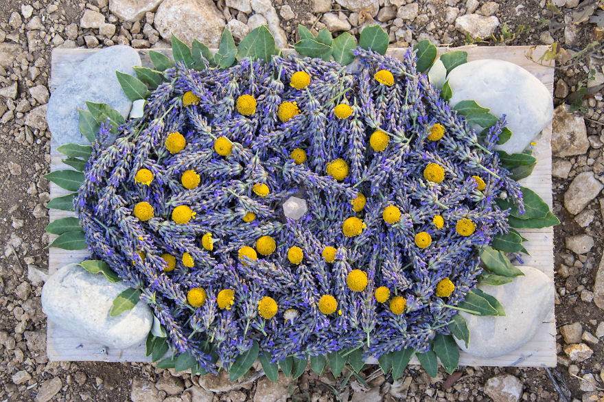 Lavender Art Attracts Bees Lavender Art Attracts Bees