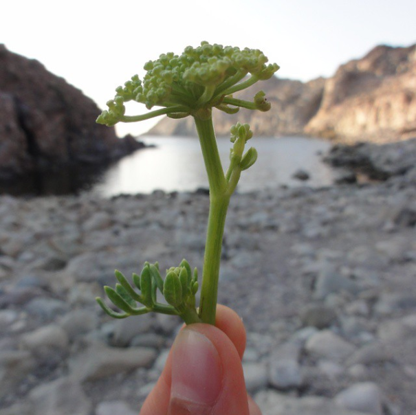 I Document The Scents Of Sardinia To Remember The Smells Of My Land I Document The Scents Of Sardinia To Remember The Smells Of My Land