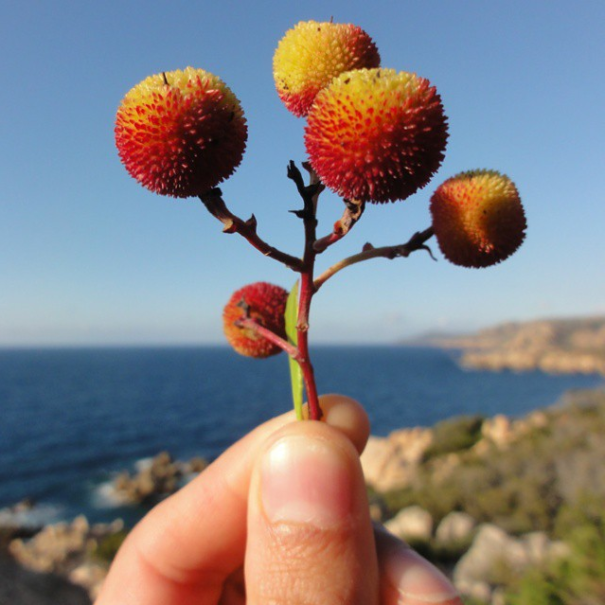 I Document The Scents Of Sardinia To Remember The Smells Of My Land I Document The Scents Of Sardinia To Remember The Smells Of My Land