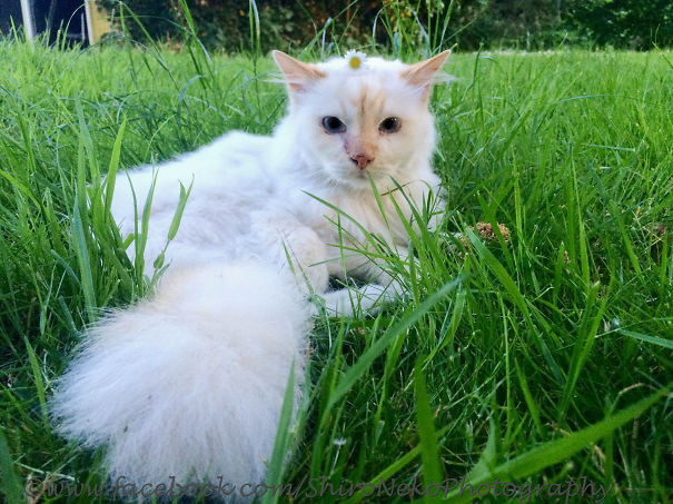 We Adopted Sir Mortimer When He Was 9! He Is 14 Now