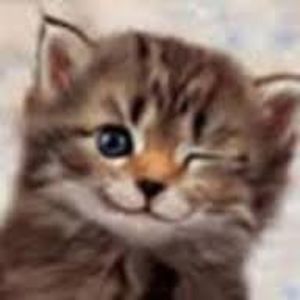 thewinkycat avatar