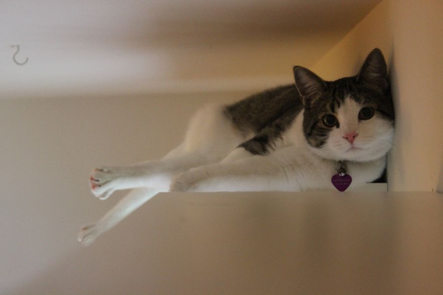 A Form Of Feline Zen Meditation.