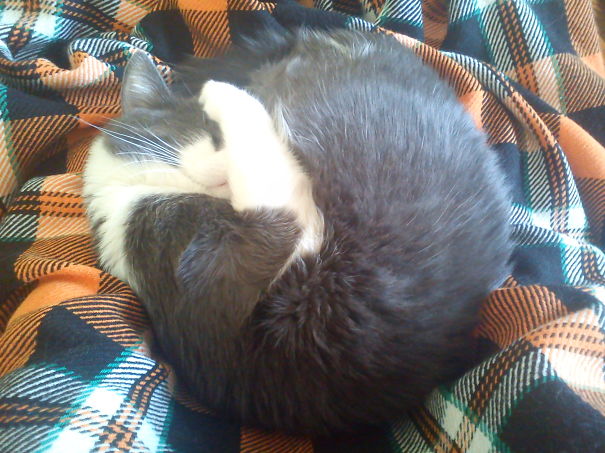 My Sleeping Kitty. I Miss You!