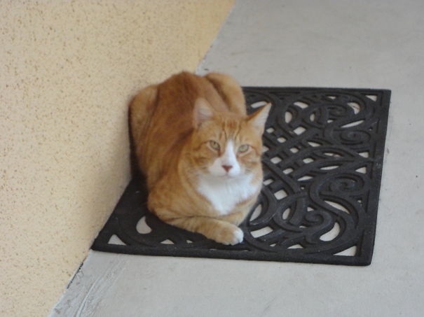 This Is Brandon, His Owner Moved And Left Him Behind, He's About 5-6 Years Old, We Love Him!