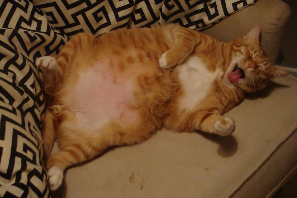 Adopted 9 Year Old Monty As A Younger Play Mate For My 14 Year Old Rescue Kitty.