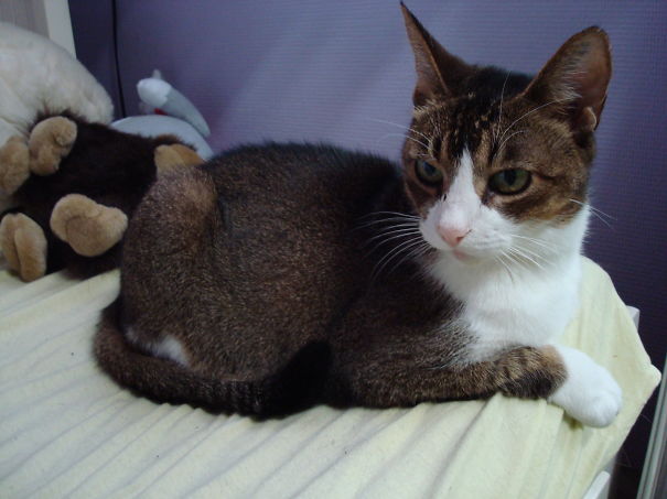 We Adopted Deuschess When She Was At Least 1 Year. She Died Last Year After 21 Years With Us.