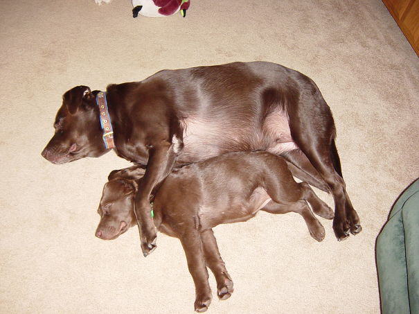 Young Lab Needs Company Sleeping.