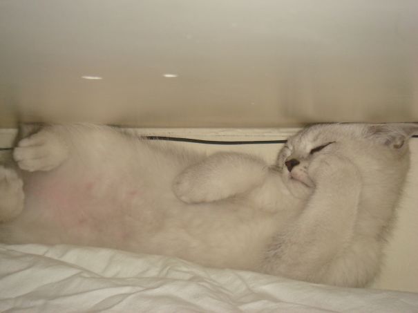 Django - British Shorthair Black Silver Shaded