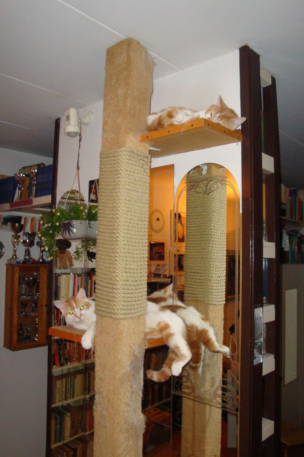 We Adopted These Two Brothers At 6 Years Old From The Shelter. They Have Be A Joy Ever Since.