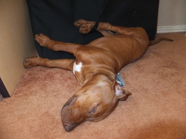 Bruce Got Tangled Up And Then Didn't Care