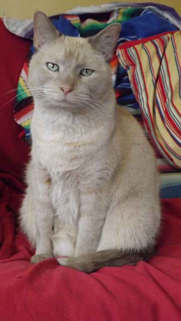 This Is Our Nala. We Adopted Her Just After Christmas Last Year When She Was Seven.