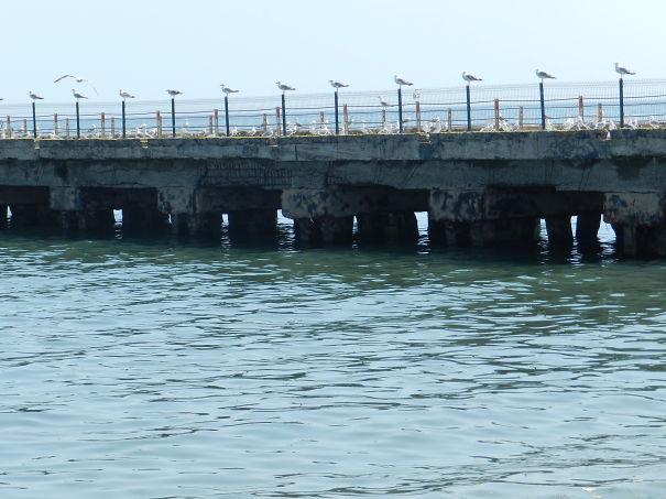 Seagulls Looking The Same Way