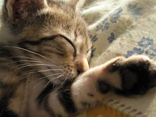 Just After I've Adopted Him