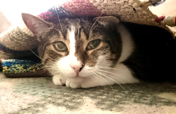 I Adopted Chester Nearly 2 Years Ago, He Was 8. He Is The Best Thing That Ever Happened To Me!