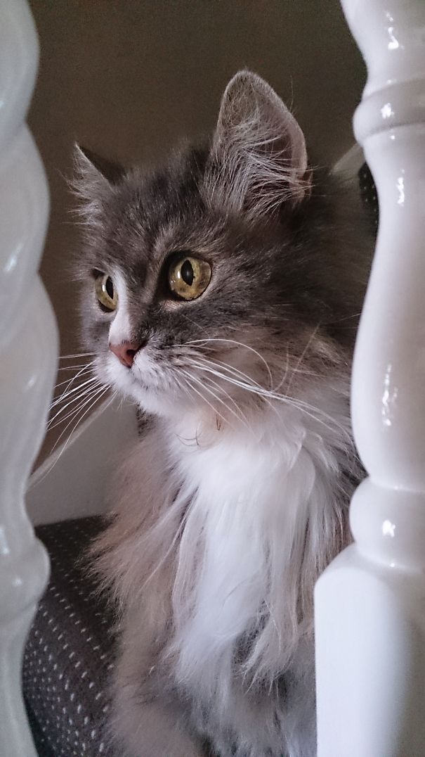 Molly - 15yrs (in Pic). Inherited In 2013 At 14yrs With Diabetes. Got Cancer. Rip 16jul15