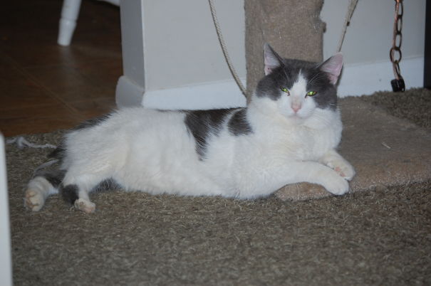 Stubby, My Soft, Furry Shelter Friend :)