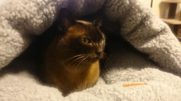 This Little Honey Is Boo, A 10yo Burmese We Adopted. She's A Cheeky Little Devil!
