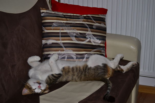 Upside Down Sleep Is The Best