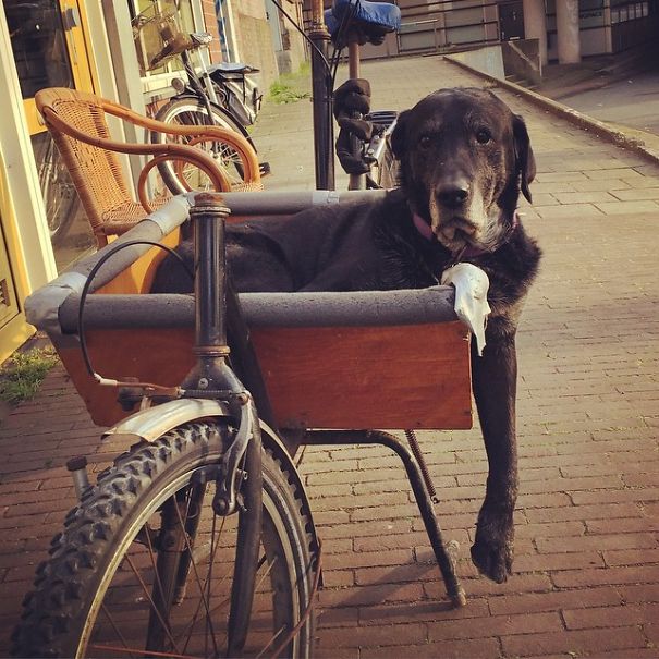 Dogs In Amsterdam