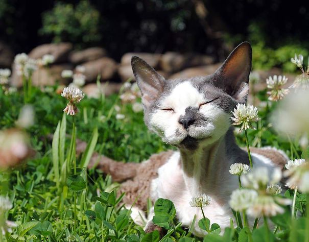 I Adopted Nanna, A Devon Rex, When She Was 13 And We Had 2 Wonderful Years Together