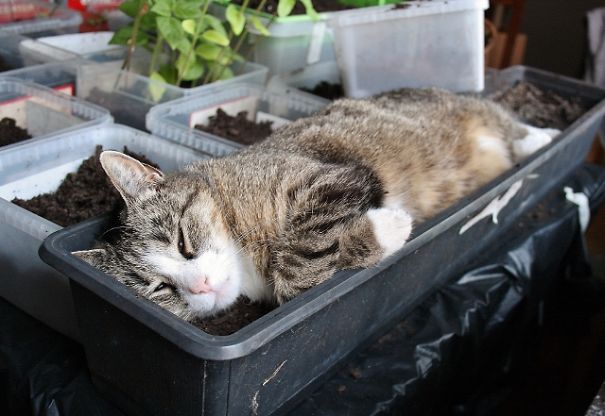 There Did Not Start To Grow Something...