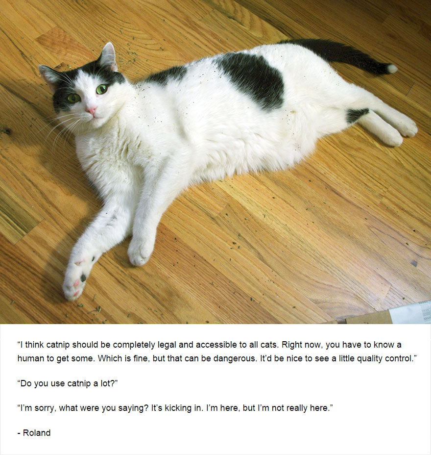 Felines Of New York